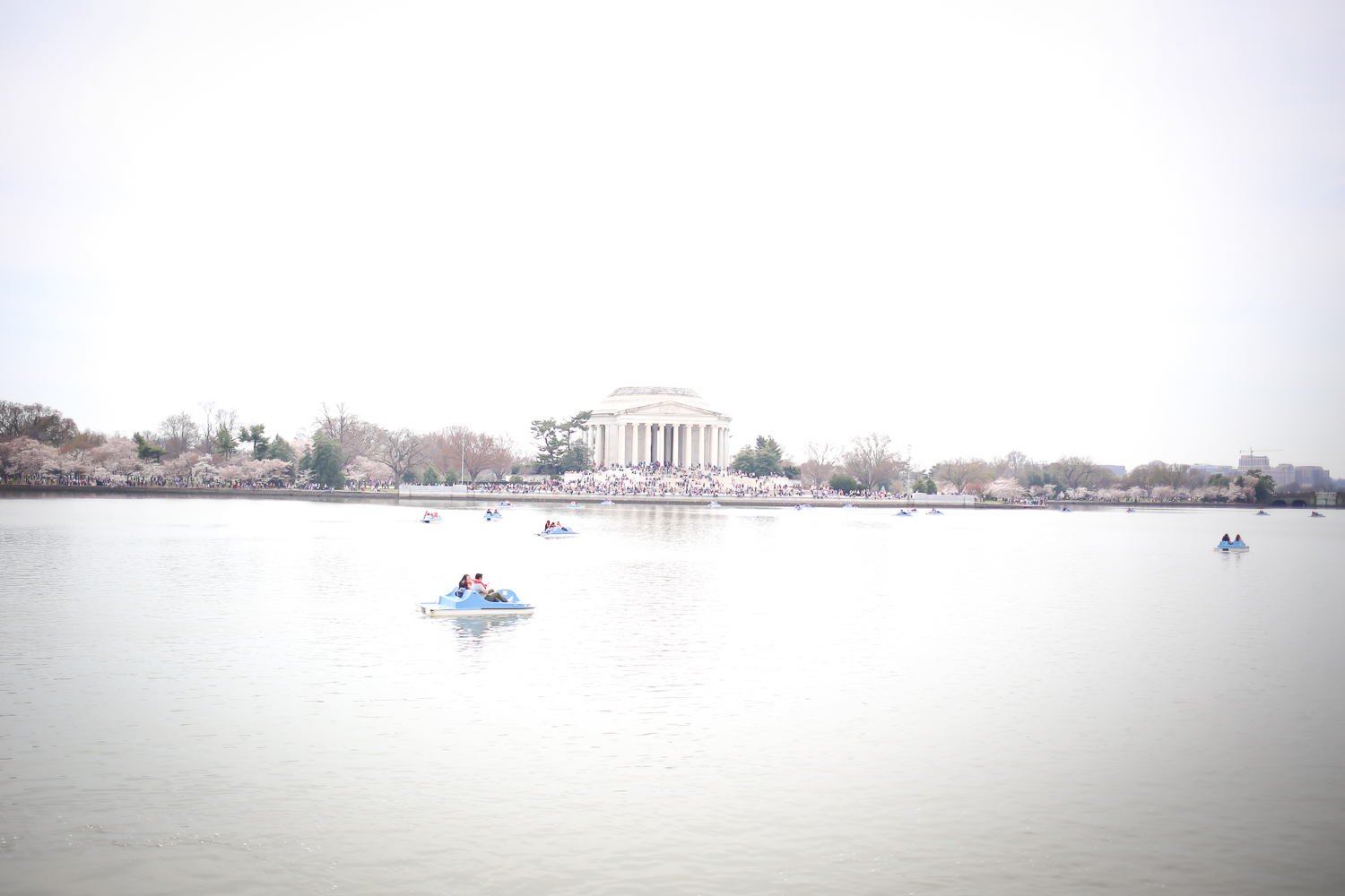 Washington DC Cherry Blossoms-2